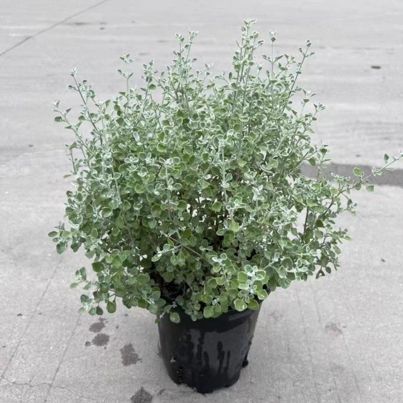 银叶仓鼠盆栽 多年生银色小灌木布什浆果藜 耐寒耐热常绿观叶植物