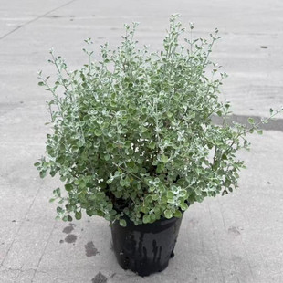 银叶仓鼠盆栽 多年生银色小灌木布什浆果藜 耐寒耐热常绿观叶植物