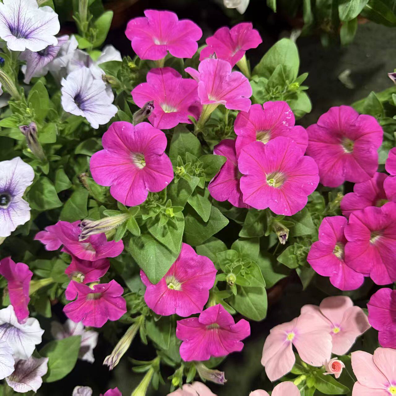 矮牵牛盆栽 庭院阳台垂吊壁挂花卉 开花机器 易爆盆 花期长 包邮