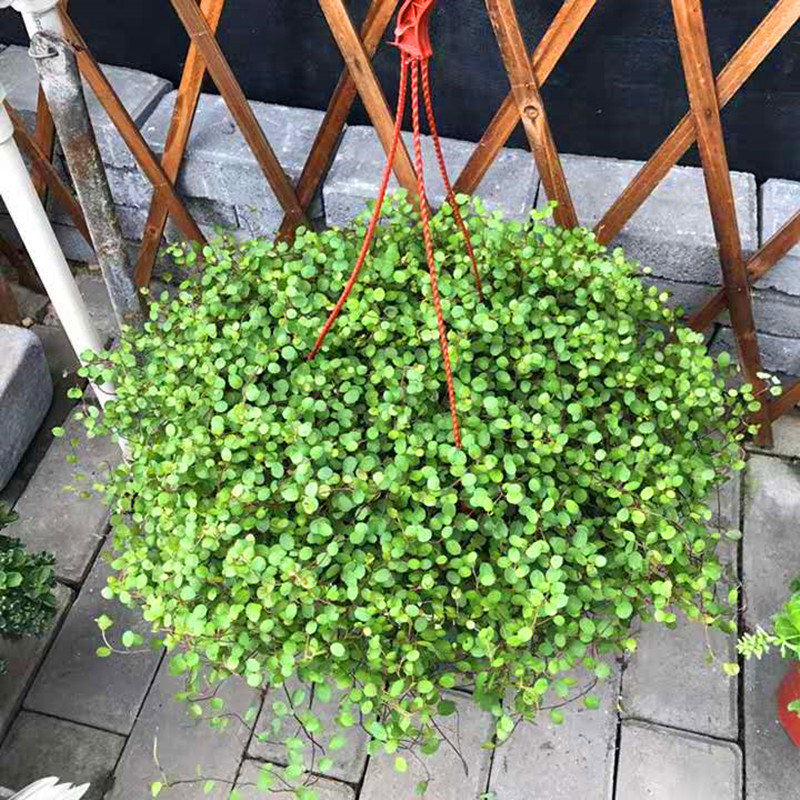 千叶吊兰盆栽 净化空气 阳台窗台垂吊盆栽 易养常绿观叶绿植 包邮