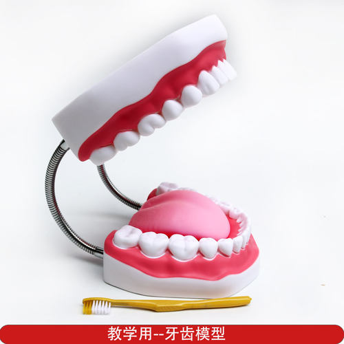 幼儿园生命科学教玩具 教学标准牙齿模型 刷牙好习惯