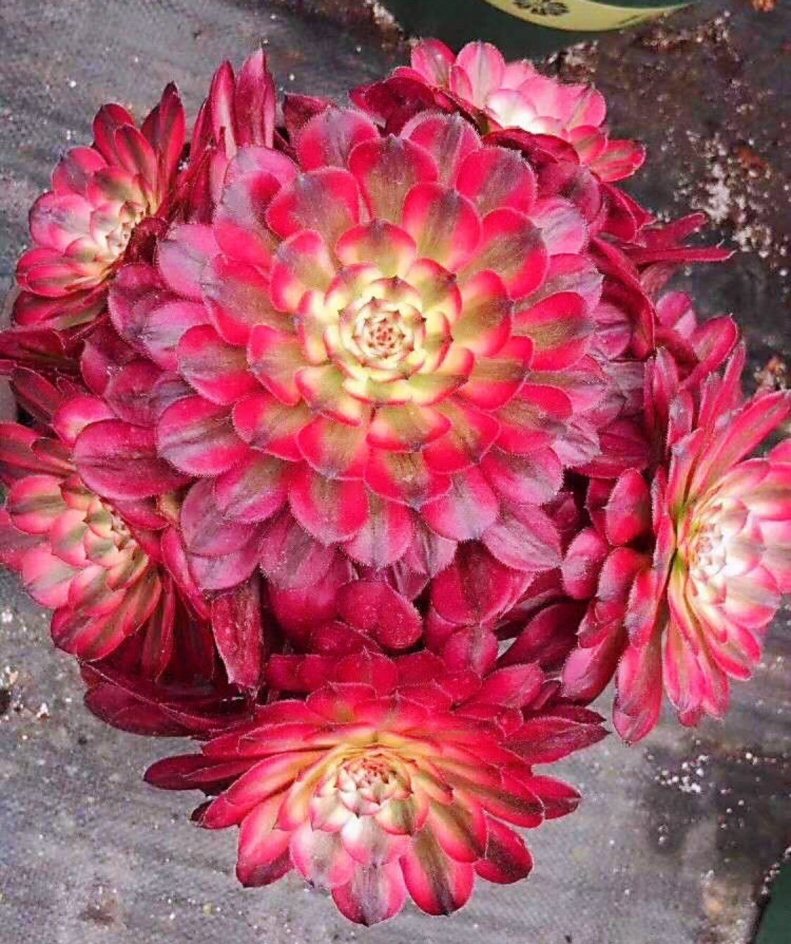 网友分享在meiguo.com的图片