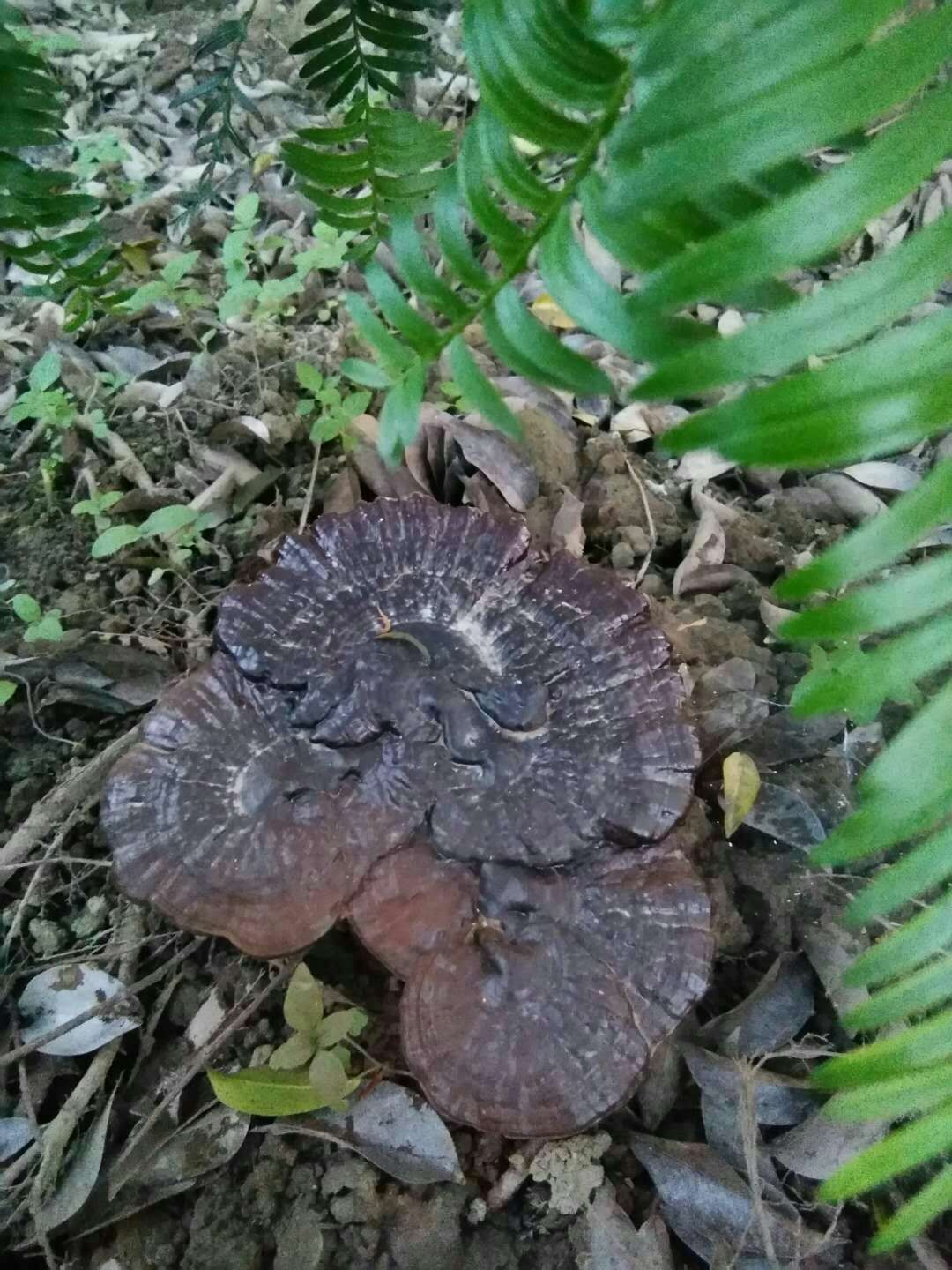 灵芝 紫灵芝野生正品龙岩深山不苦野林芝整枝干货半野生紫芝
