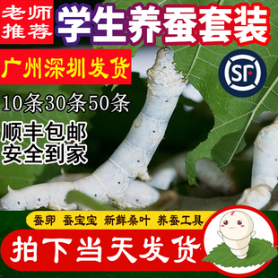 蚕宝宝活体幼虫蚕子蚕卵蚕种嫩桑叶新鲜春蚕天然金丝学生养蚕套装