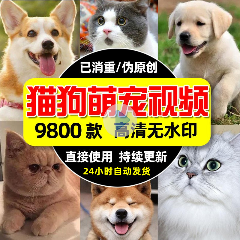 高清猫猫狗狗萌宠短视频素材抖音快手剪辑可爱呆萌搞笑猫狗宠物