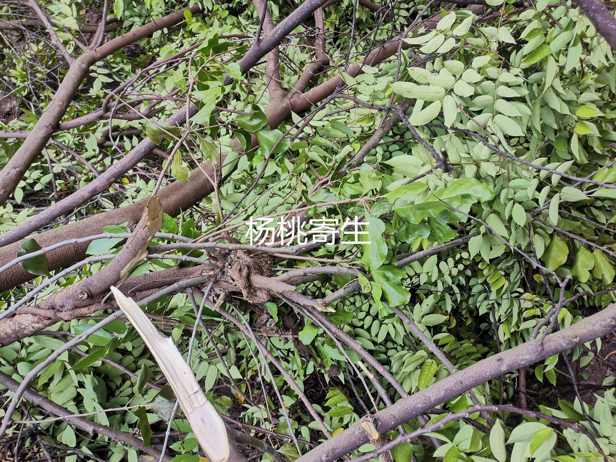 中药材野生桑寄生500g包邮广东罗定桑寄生茶泡茶阳桃杨桃树寄生茶