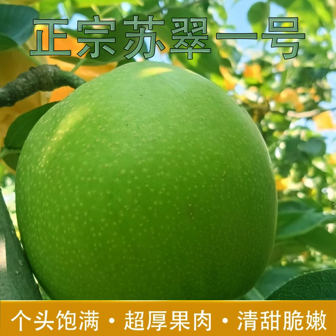 正宗苏翠一号梨新鲜梨子酥脆一号苹果梨新鲜水果现摘10斤精品翠冠