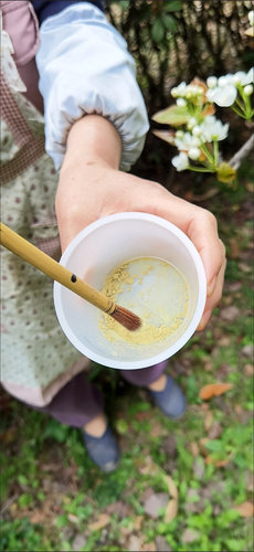 10克 梨花粉细粉砀山梨粉授粉秋月皇冠香梨风水翠冠成活率高