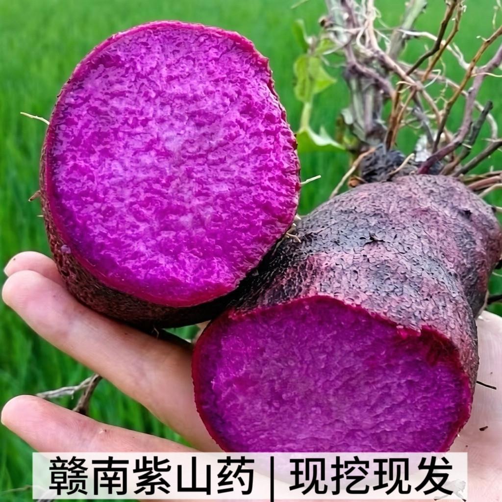 赣南紫山药农家自种紫人参脚板薯新鲜现挖紫色淮山农产品蔬菜当季