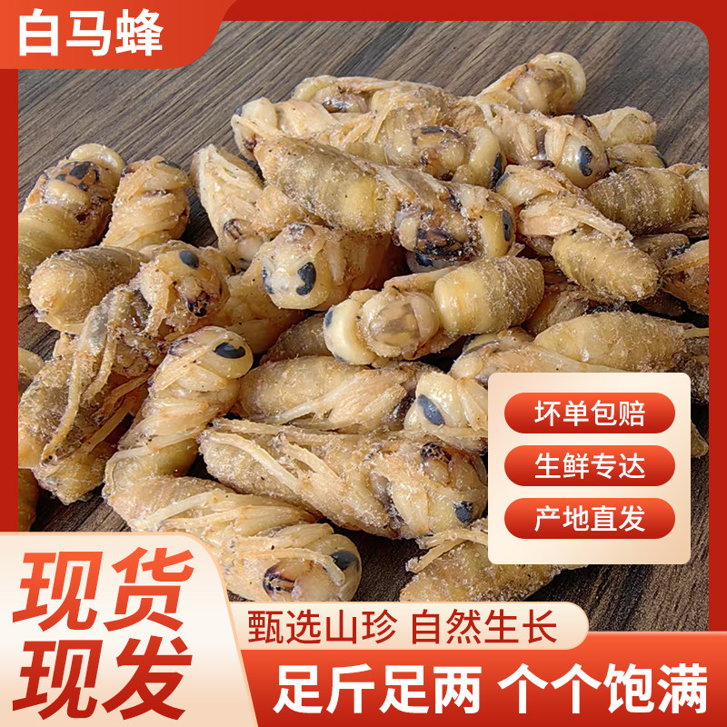 山东特产新鲜冷冻大白蜂大个头饱满蜂蛹土蜂高蛋白食用昆虫