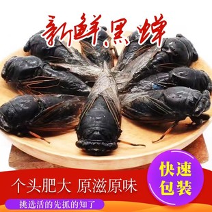 新鲜速冻黑蝉山东老知了老节流黑姐溜猴爬叉猴蝉油炸可食用昆虫
