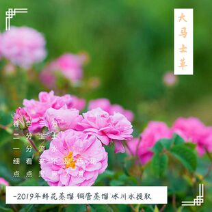 雪山下的大马士革玫瑰纯露250ml 新鲜蒸馏 蕴含玫瑰精油
