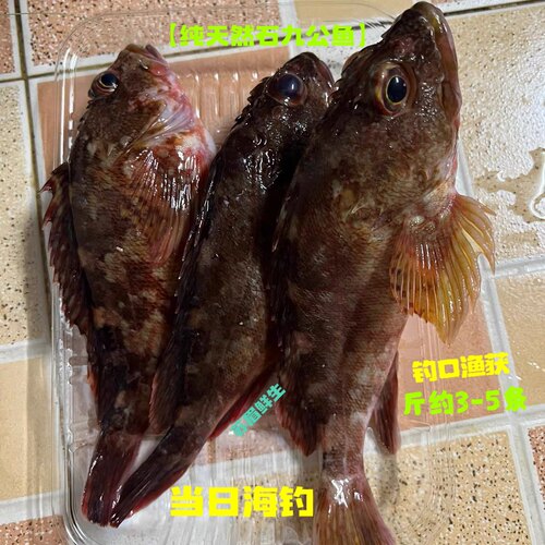 深圳天然海鲜特大石九公石翁虎头鱼菖鲉鱼石狗公鱼西宫格3-5条斤
