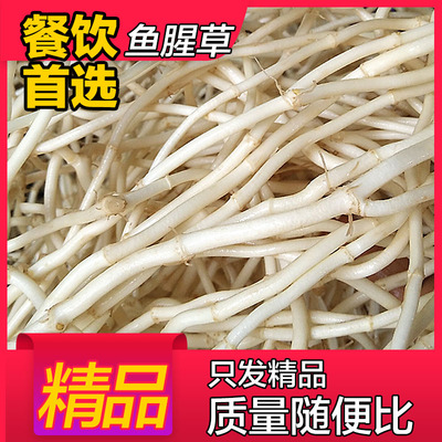 新鲜鱼腥草折耳根节节根现挖发货