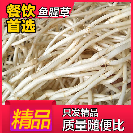 鱼腥草 新鲜现挖折耳根侧耳根茶 鱼星草【重量尾号为1的发顺丰】