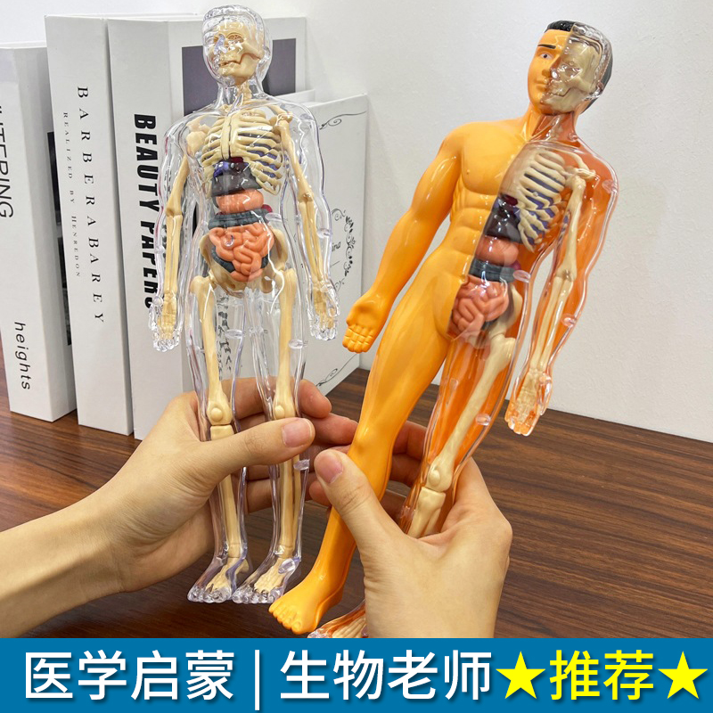 【生物老师推荐】人体器官模型