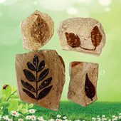 天然原石观赏石植物紫萁模树石树化石树化玉菊石树叶化石标本5226