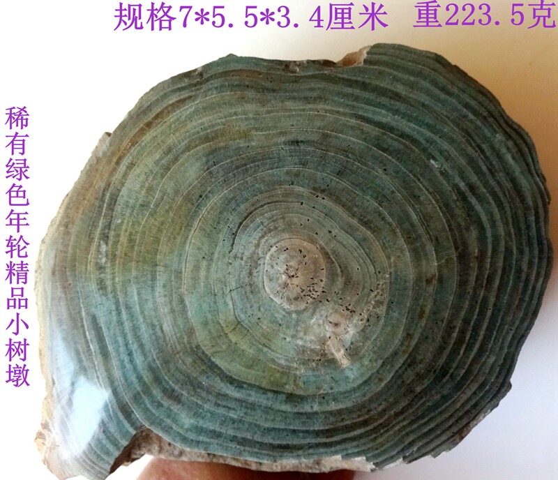 古生物奇石观赏石菊石树叶树化玉硅化木树化石绿年轮精品树墩3325