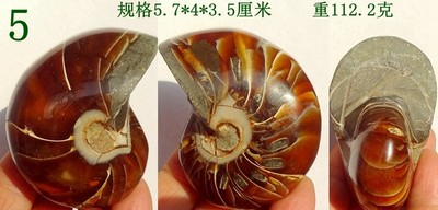 天然奇石鹦鹉螺动物昆虫鱼齿牙