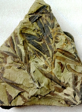 奇石观赏石树化玉植物银杏叶枝脉蕨新芦木树叶化石原石标本2398