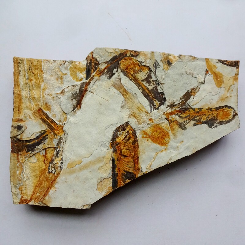 奇石观赏石菊石树化石树化玉海星海胆海尾蛇鱼化石原煤石标本3361