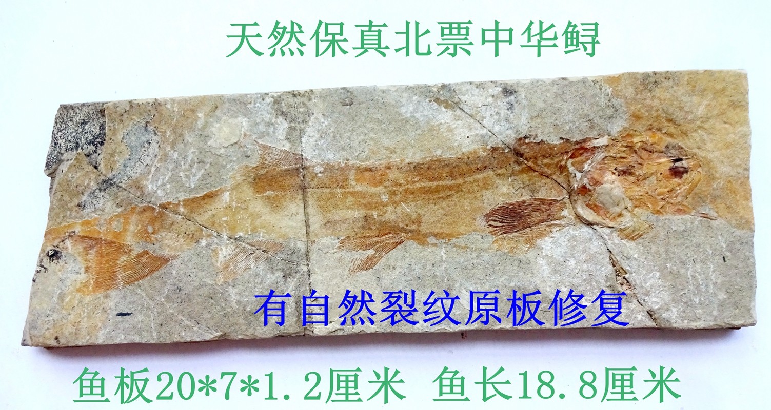 天然古生物奇石观赏石菊石海螺贝壳三叶虫化石稀有北票中华鲟2770