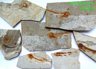 古生物奇石观赏石树化石贝壳菊石燕子石鹦鹉螺保真狼鳍鱼化石2657