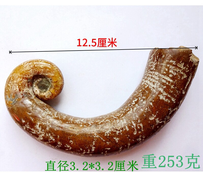 天然奇石动物昆虫鱼象鼻螺扇贝菊石三叶虫喇叭角叶菊螺化石标本27