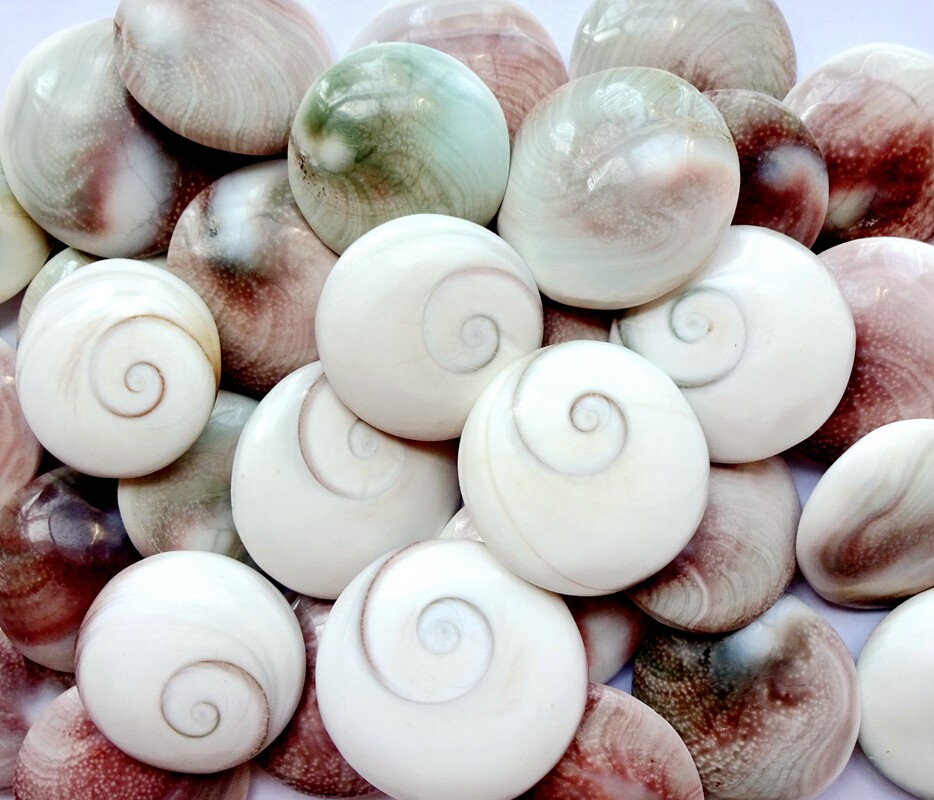 天然贝壳太阳贝菊石海螺扇贝化石原石把件挂件教学儿童兴趣2781