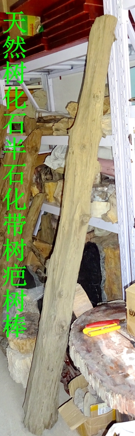 天然奇石观赏石化石树化玉硅化木树化石带树疤原石树棒1337