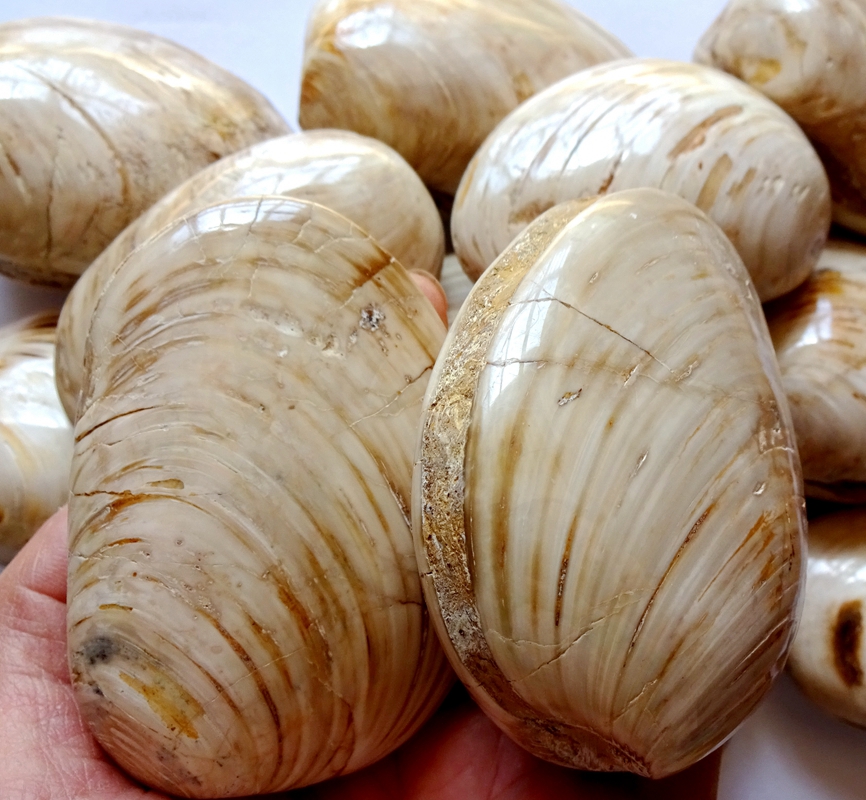 天然奇石观赏石树化玉菊石贝壳植物昆虫斑彩螺石燕贝河蚌化石2565