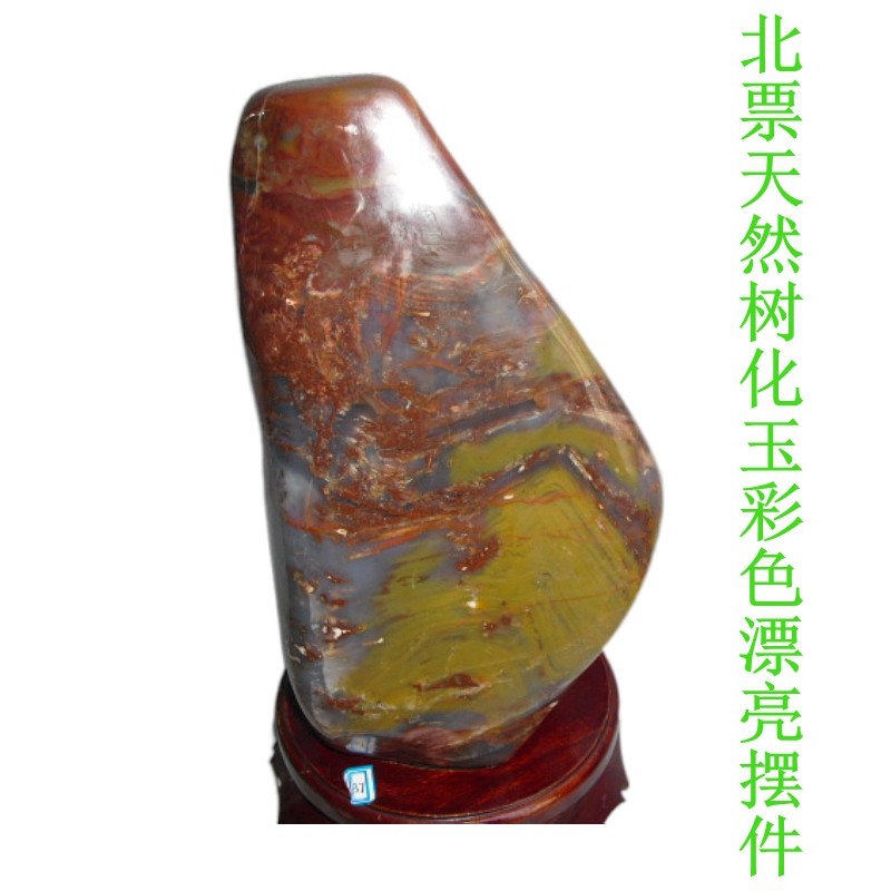 奇石观赏石树化菊石硅化木树叶模树石树化玉彩色漂亮客厅摆件2516