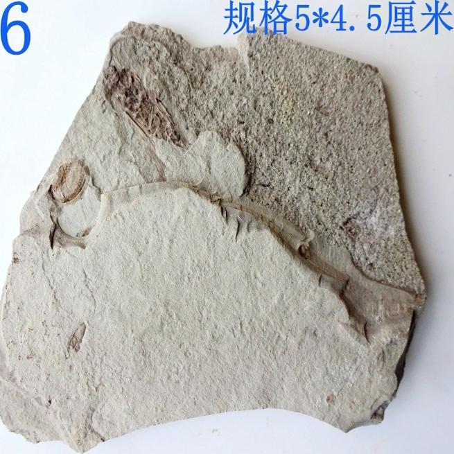 辽西昆虫化石原石标本