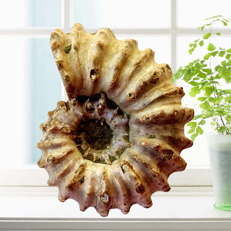 原生态动物鱼牙树叶鹦鹉螺菊石三叶虫羊角螺窦唯雷化石原石标本29