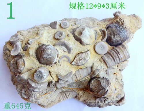 天然海洋生物化石扇贝群原石标本
