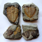 天然古生物奇石观赏石树化玉菊石贝壳植物昆虫三叶虫化石原石2630