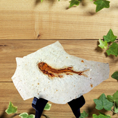 天然古生物奇石观赏石植物菊石海星海胆鱼化石原石标本2389