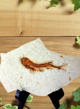 天然古生物奇石观赏石植物菊石海星海胆鱼化石原石标本2389