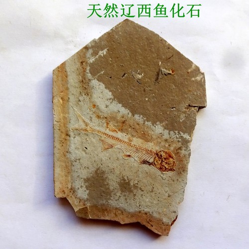 天然保真鱼化石原石标本观赏收藏