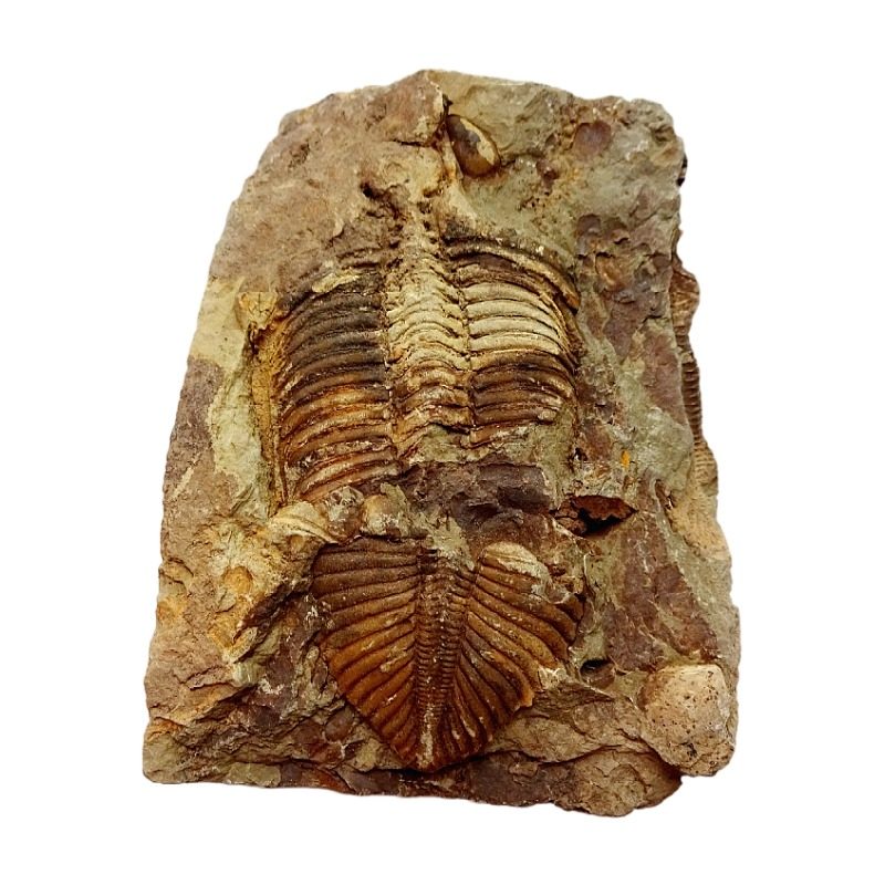 天然古生物奇石观赏石菊石狼鳍鱼动物螃蟹贝壳三叶虫化石标本2737