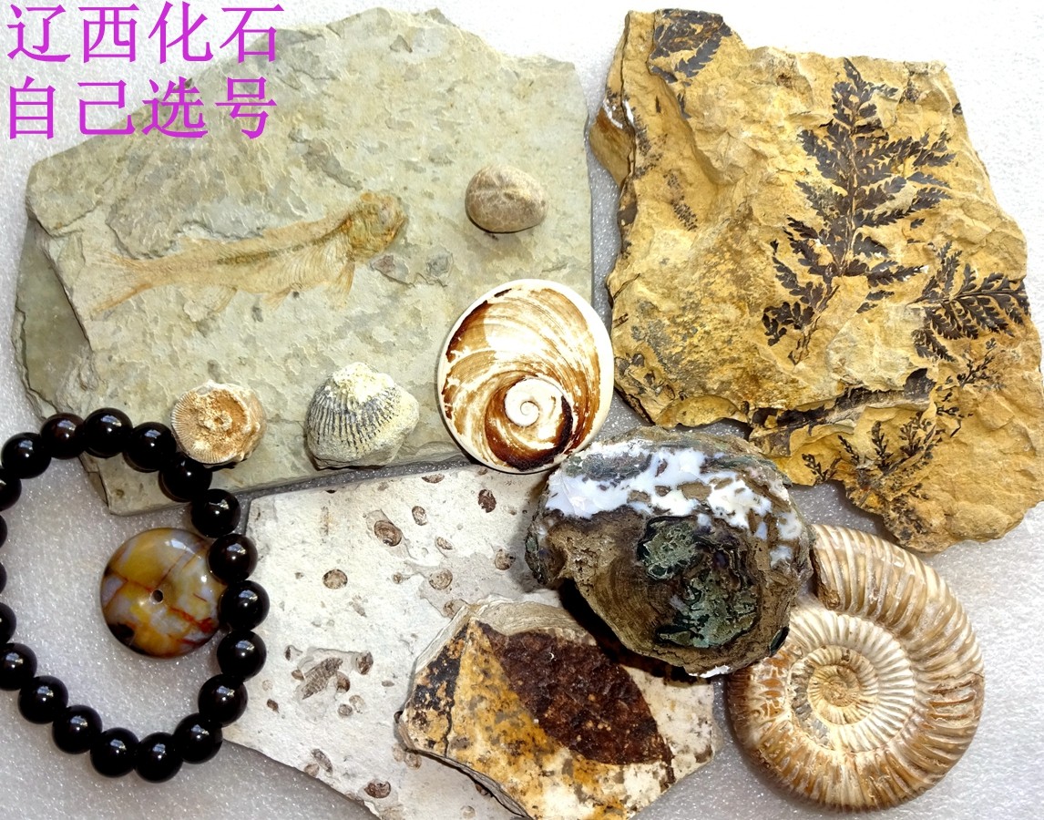 天然古生物奇石观赏石树化石树化石动物昆虫菊石鱼化石标本1706,特色手工艺,其他特色工艺品,淘宝优惠券,粉丝福利购,淘宝优惠卷