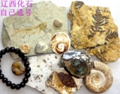 天然古生物奇石观赏石树化石树化石动物昆虫菊石鱼化石标本1706