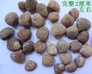 天然树化石树叶三叶虫弓石燕菊石海胆海星花蛤化石原石标本2728