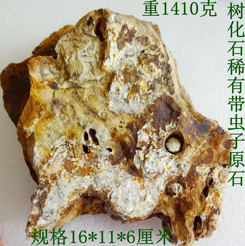 天然奇石观赏石菊石牙三叶虫昆虫植物树化玉带虫子树化石原石3268