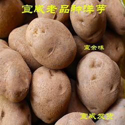 云南宣威老品种米拉新洋芋土豆新洋芋黄皮黄心马铃薯 宣威洋芋
