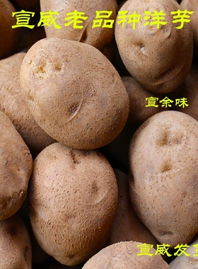 云南宣威老品种米拉新洋芋土豆新洋芋黄皮黄心马铃薯 宣威洋芋