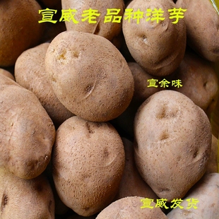 云南宣威老品种米拉新洋芋土豆新洋芋黄皮黄心马铃薯 宣威洋芋