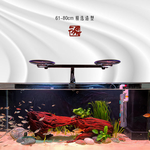 61-80CM精品龙虎鱼南美风沉木