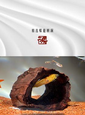 二马 中小型沉木 躲避洞 异形鱼鼠鱼三湖 爬宠龟晒台天然紫柚树洞