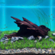 二马沉木20cm ADA鱼缸水族桌面缸造景精品沉木小号小型 迷你缸用
